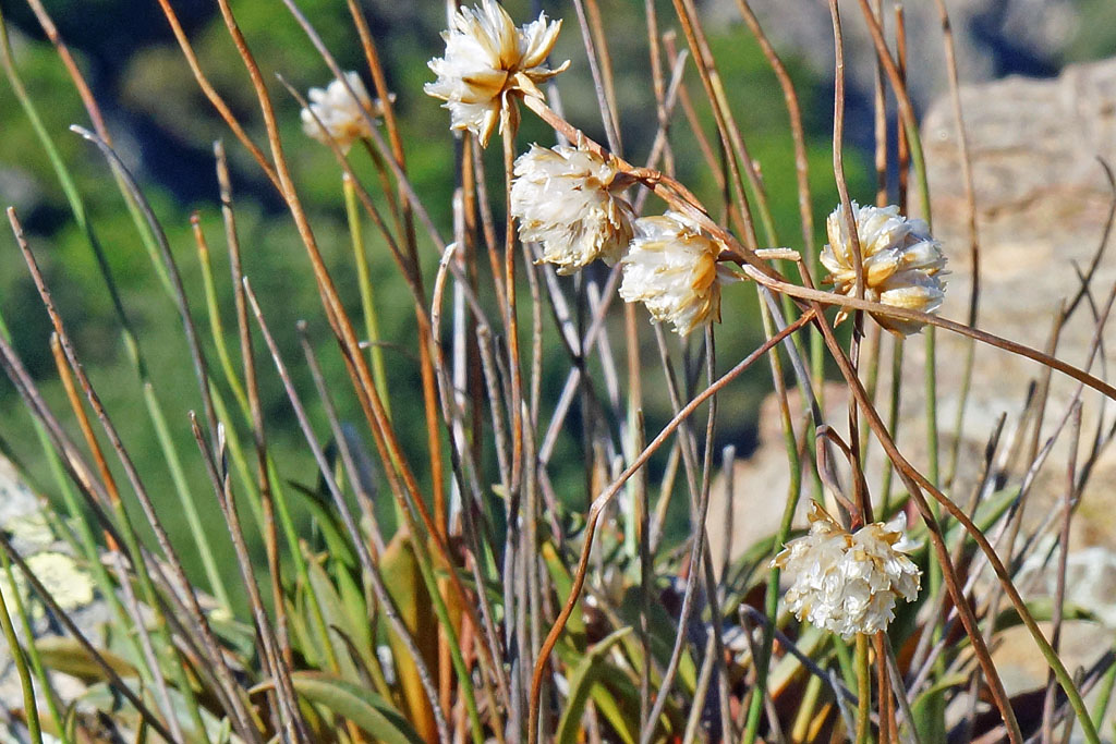 Armeria morisii / Spillone di Moris